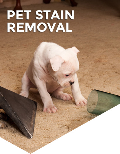 Pet Odor & Stains Removal Service